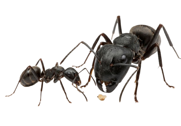 Ant Control Wollongong