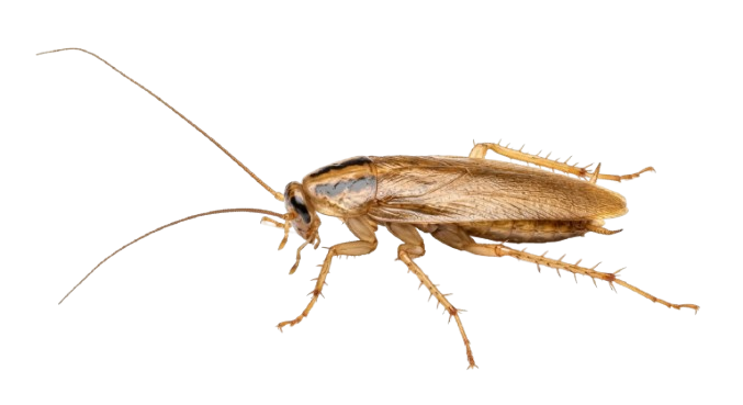 Cockroach Control Wollongong