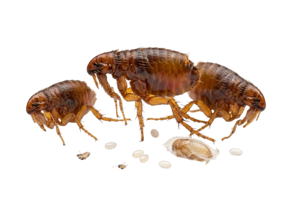 Flea Treatment Wollongong
