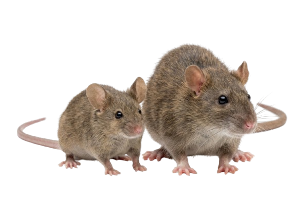 Rodent Control Wollongong