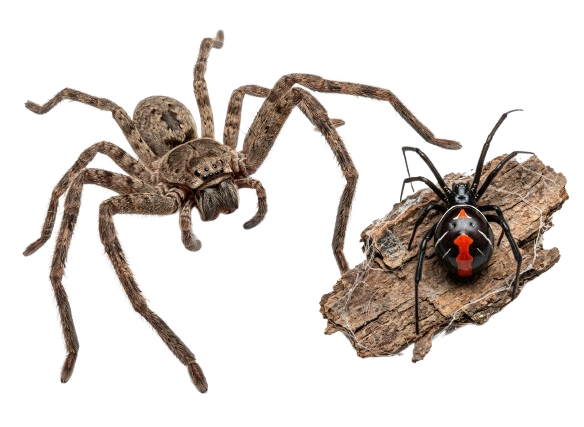 Spider Control Wollongong