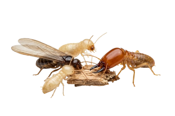 Termite Inspections Wollongong