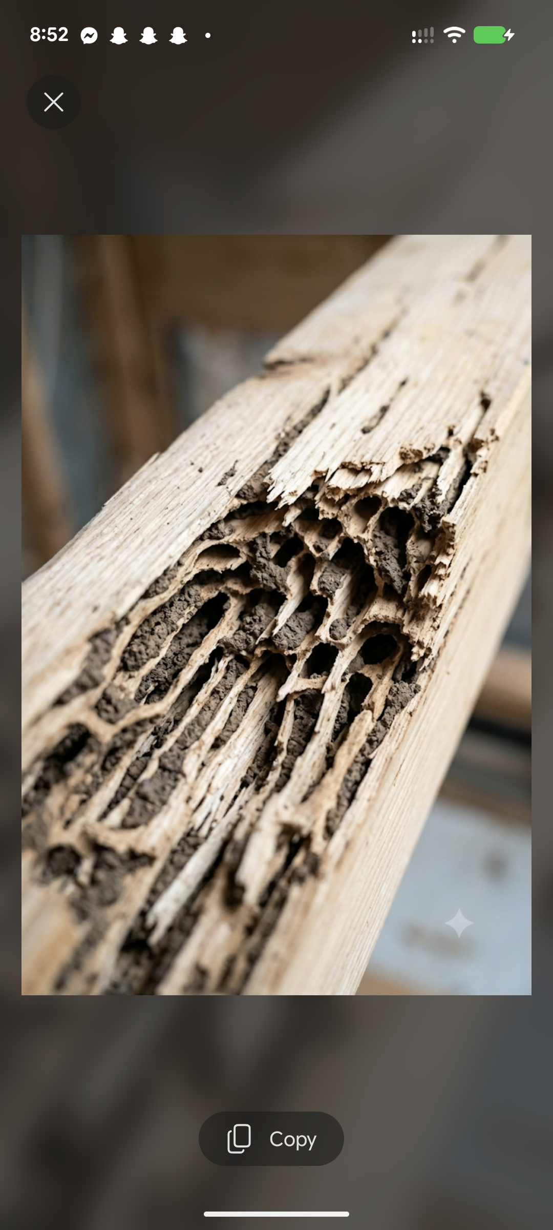 Termite damage in timber