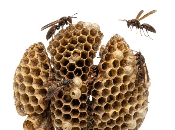 Wasp Removal Wollongong